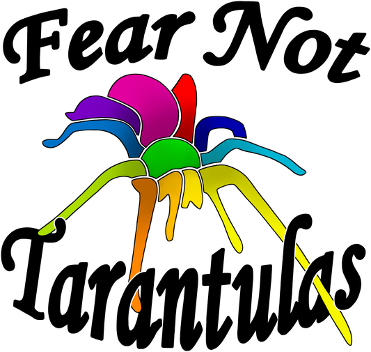 Eresus sp. “Bouarfa” (Moroccan Velvet Spider) about 1/8" INCLUDES HABITAT! Olympic Champion!