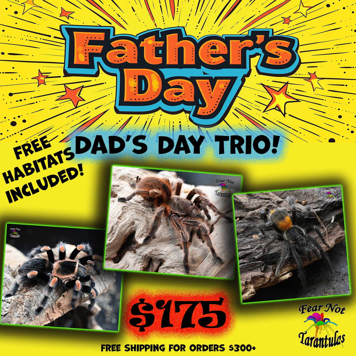 Dad's Day TRIO! One of each Brachypelma hamorii (Mexican Redknee) 1/2", Homoeomma chilense (Chilean Flame) about 1/4", Grammostola rosea RCF (Chilean Rose Tarantula) Red Color Form about 1/2" HABITATS INCLUDED!
