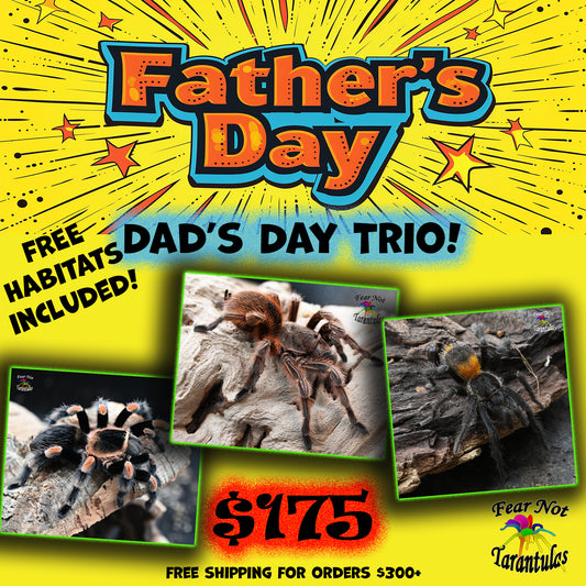 Dad's Day TRIO! One of each Brachypelma hamorii (Mexican Redknee) 1/2", Homoeomma chilense (Chilean Flame) about 1/4", Grammostola rosea RCF (Chilean Rose Tarantula) Red Color Form about 1/2" HABITATS INCLUDED!