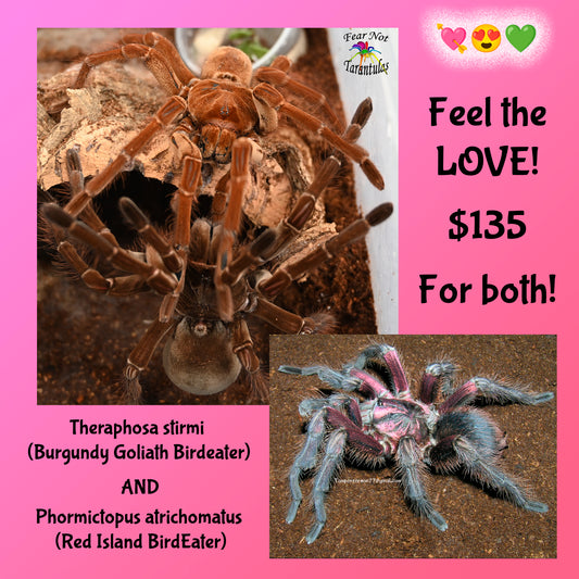 Phormictopus atrichomatus (Red Island Bird Eater) about 3/4" - 1" AND Theraphosa stirmi (Burgundy Goliath Birdeater) about 1 1/2" - 2" 💘😍 FEEL THE LOVE SALE!