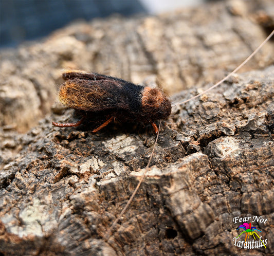 Felted Roach about 1 1/2" Very realistic! SHIPS ONLY WITH A SPIDERLING PURCHASE.