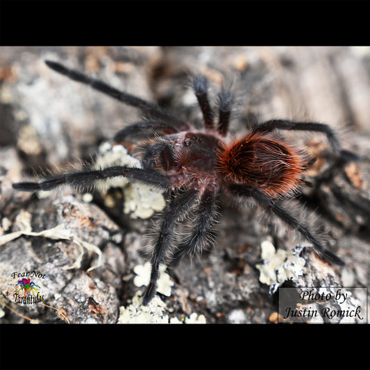 Grammostola actaeon ( Brazilian Red Rump Tarantula) about 2"  Juvenile! 😍💖 Feel The Love! READY FEB 3RD!