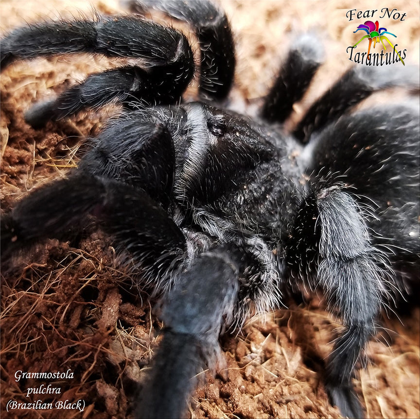 Grammostola pulchra (Brazilian Black Tarantula) about 3/4"- 1"