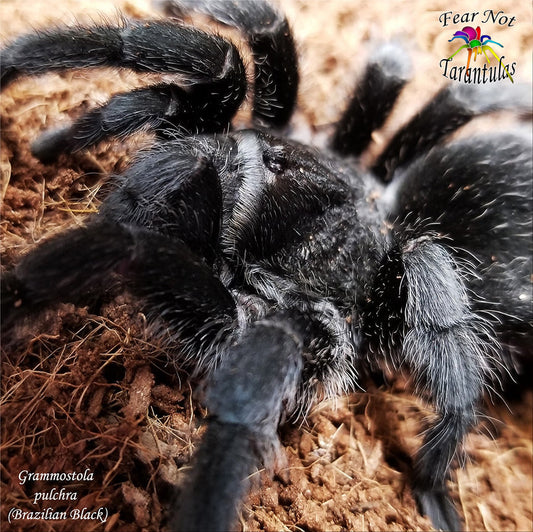 Grammostola pulchra (Brazilian Black Tarantula) about  1 1/4" - 1 1/2" YEARLINGS! We have been growing these for over a year.