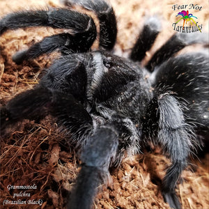 Grammostola pulchra (Brazilian Black Tarantula) about 3/4"  Free for orders $500 and over! (after discounts and does not include shipping) One freebie per shipment.