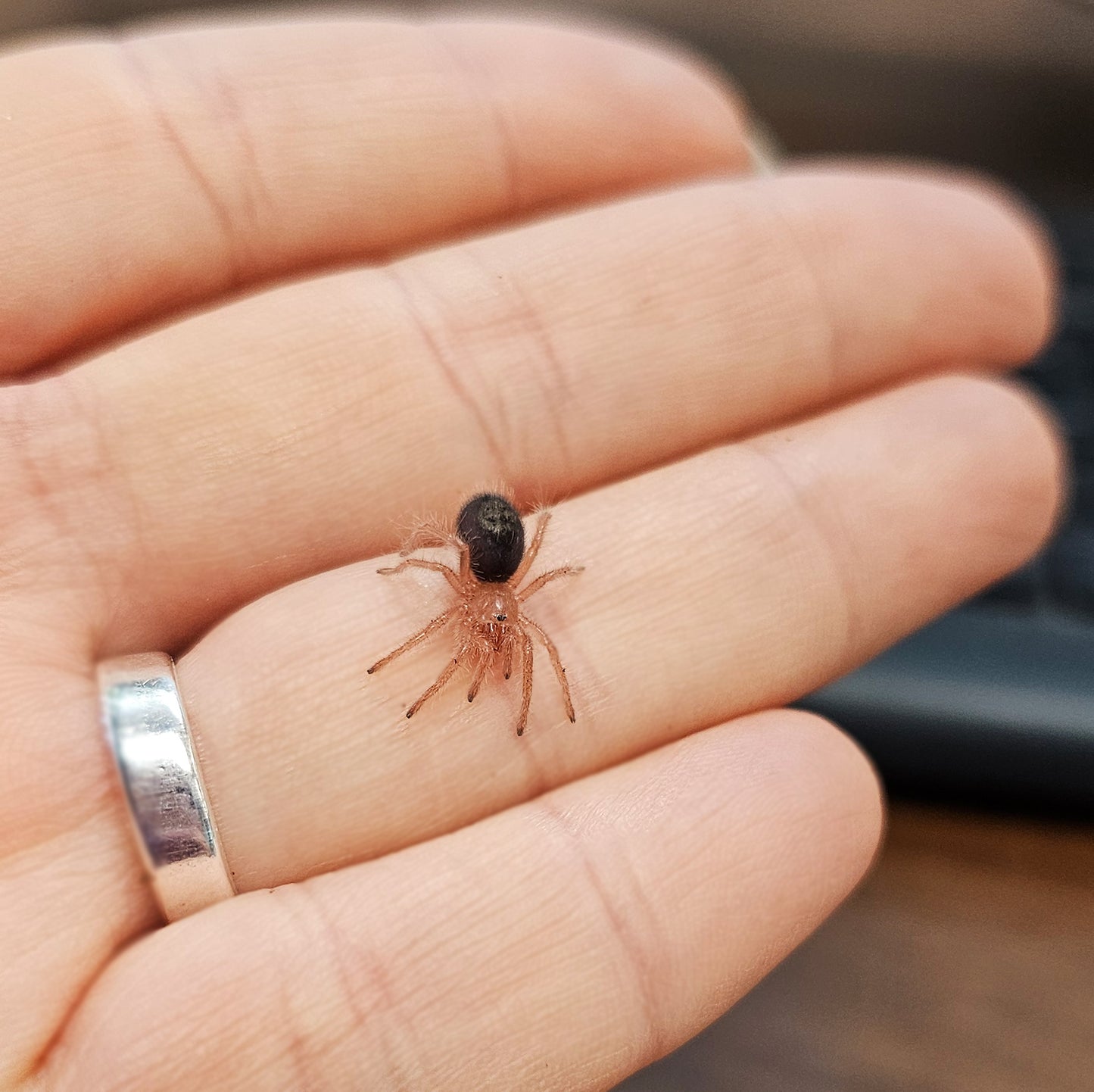 Grammostola pulchripes (Chaco Golden Knee Tarantula) about 1/2" - 3/4" FREE for orders $125.00 and over. (after discounts and does not include shipping) One freebie per shipment. - Fear Not Tarantulas, Inc. Grammostola pulchripes (Chaco Golden Knee Tarantula) about 1/2" - 3/4" FREE for orders $125.00 and over. (after discounts and does not include shipping) One freebie per shipment.