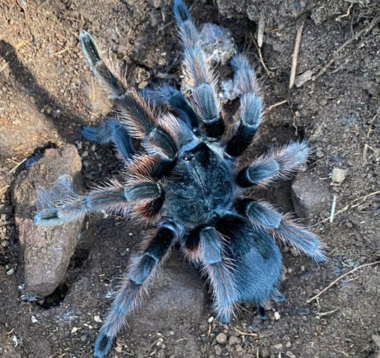 Grammostola anthracina *Extremely Rare! about 1 1/4" *IN STORE ONLY DUE TO PREMOLT*