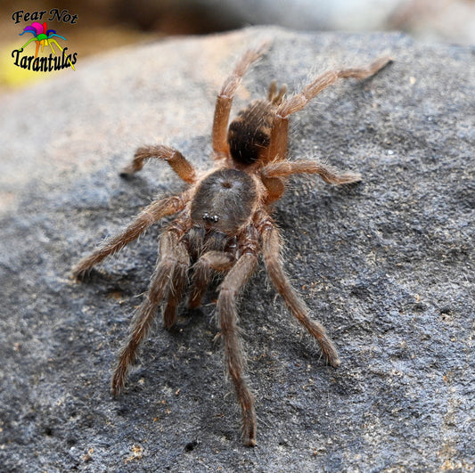 Guyruita cerrado (Brazilian Savannah) about 1" - 1 1/4" Spiderling shown in picture