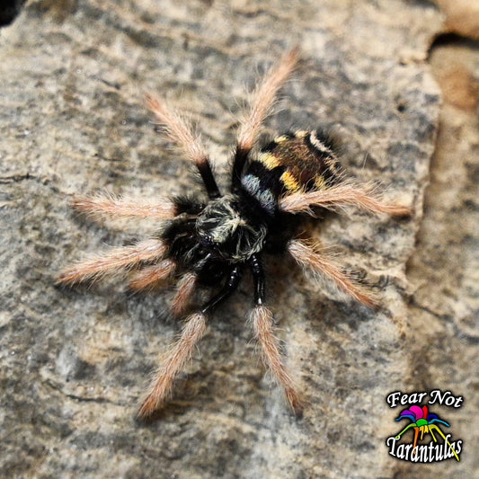 Hapalopus planetearth (Ecuadorian Crowned Tarantula) about 1/2" - 3/4"