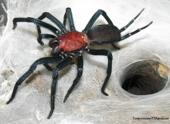 Harmonicon oiapoqueae (French Guianan Red & Black Curtain Web Spider) about 2" - 2 1/2"