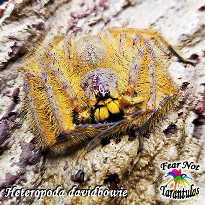 Heteropoda davidbowie (David Bowie Huntsman Spider)  about 1" - 1 1/4"  They have orange coloration already.