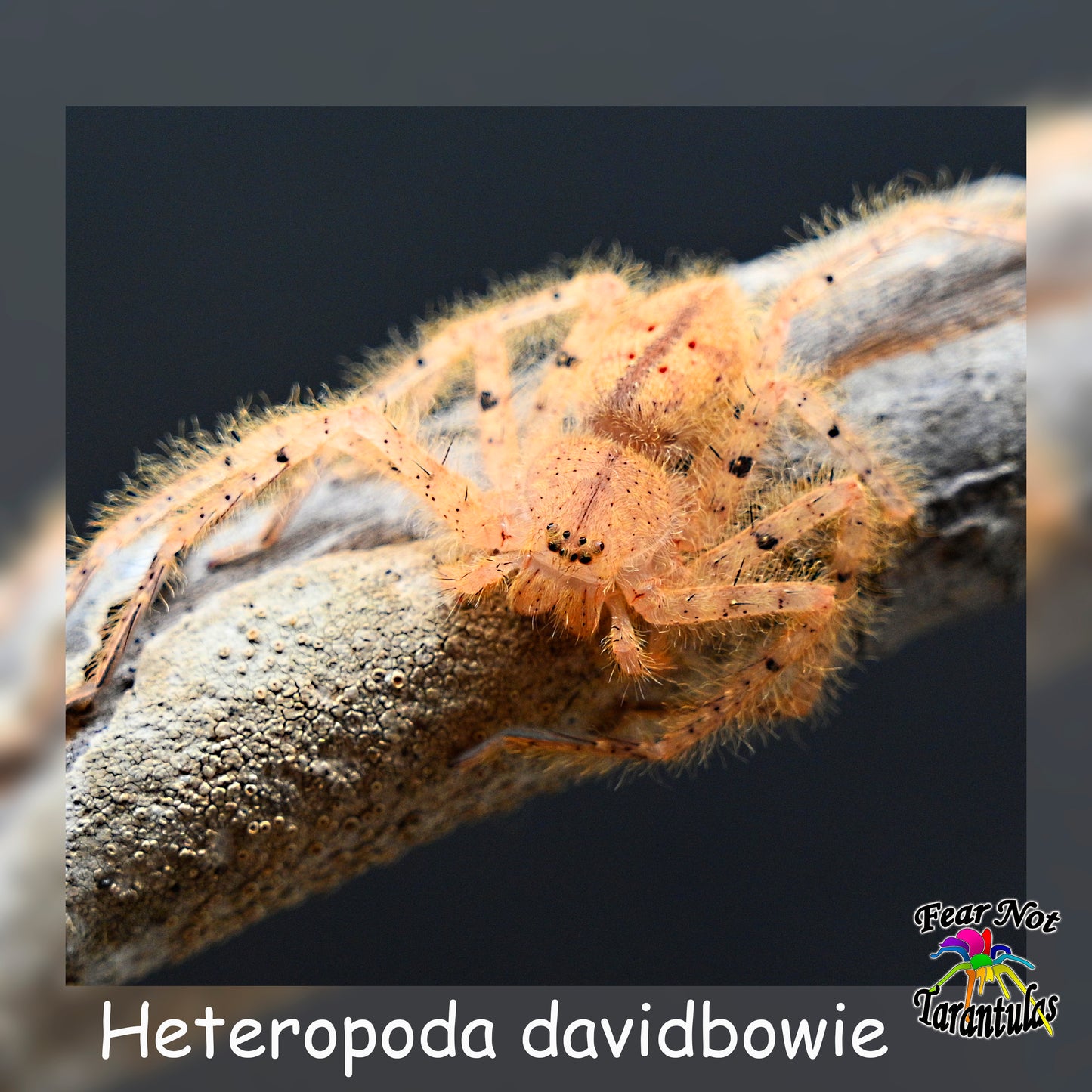 Heteropoda davidbowie (David Bowie Huntsman Spider)  about 1" - 1 1/4"  They have orange coloration already.