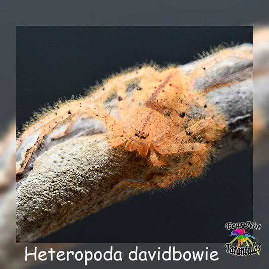 Heteropoda davidbowie (David Bowie Huntsman Spider)  about 1/8" - 1/4"  SMALL