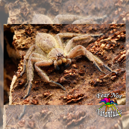 Heteropoda pingtungensis (Taiwan Orange Huntsman Spider) FEMALE! about 2"  Raised and sexed by Dr. Linda Rayor!
