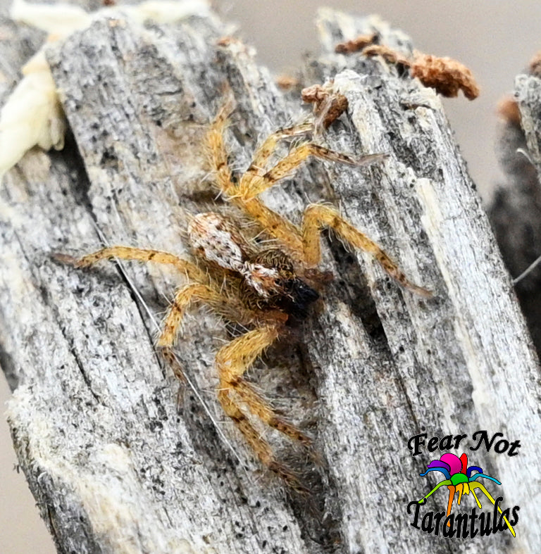 Heteropoda pingtungensis (Taiwan Orange Huntsman Spider) about 1/4"