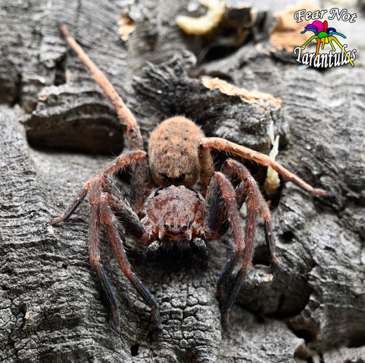 Heteropoda sp Black Lightning Huntsman Spider about 2" Probable FEMALE Bred and raised by Dr. Linda Rayor