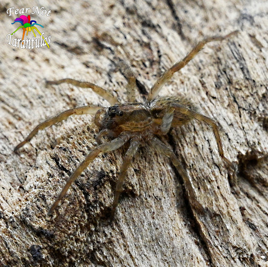 Hogna maderiana (Porto Santo Wolf Spider) Has RED legs!  about 1/2" - 3/4"