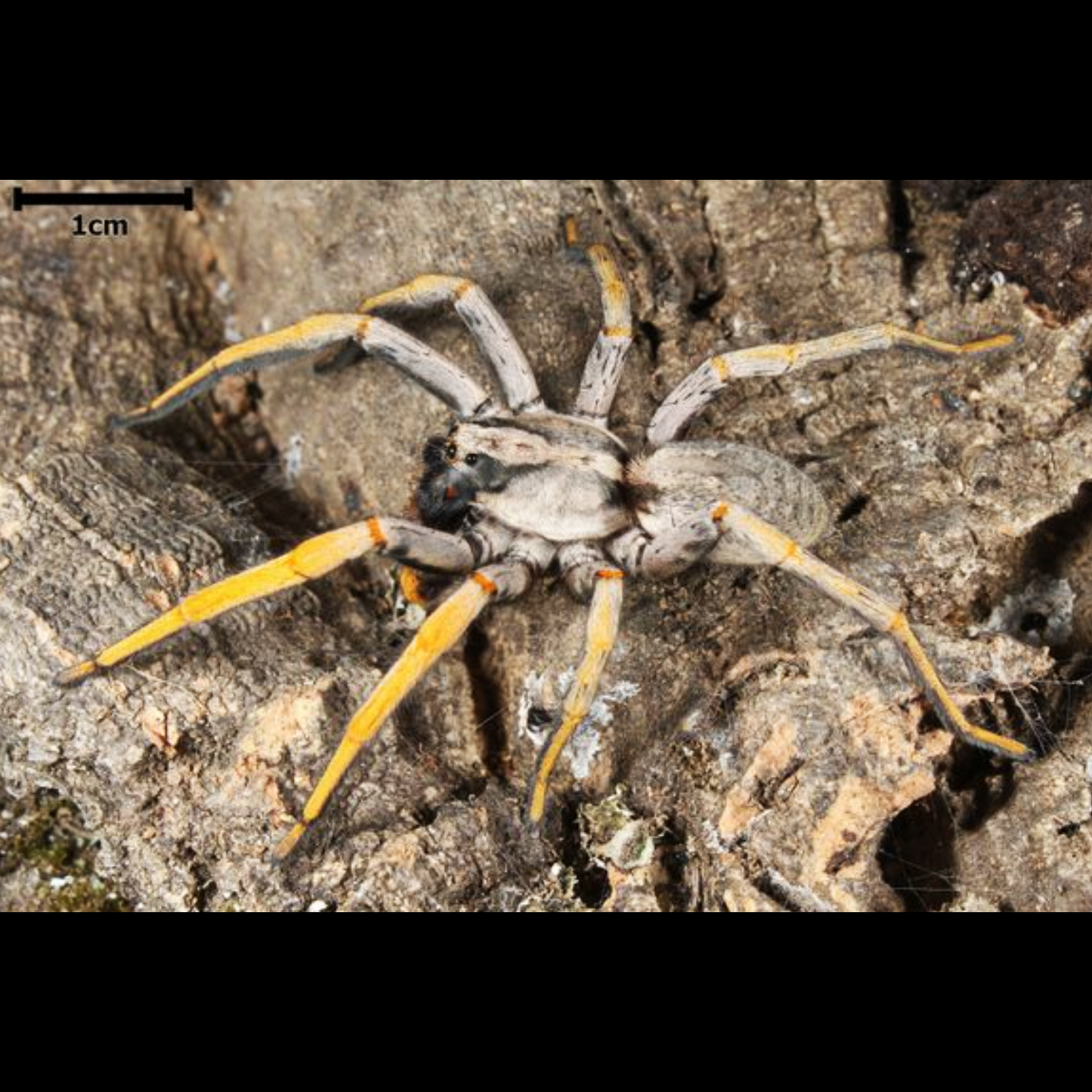 Hogna maderiana (Porto Santo Wolf Spider)  about 1/2" - 3/4"