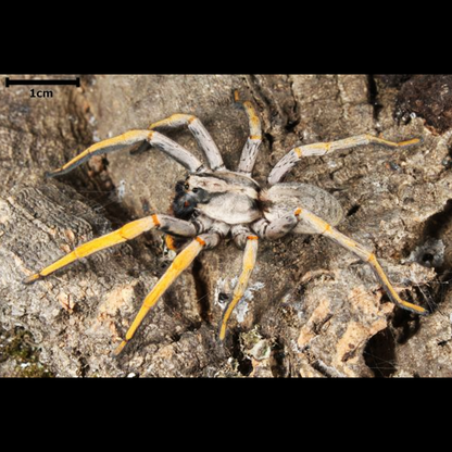 Hogna maderiana (Porto Santo Wolf Spider)  about 1/2" - 3/4"