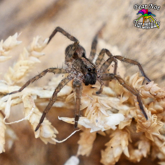 Hogna maderiana (Porto Santo Wolf Spider) Has RED legs!  about 3/4"