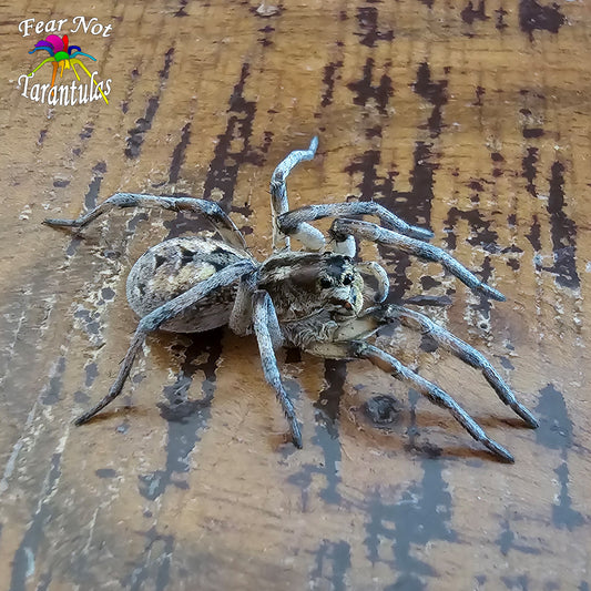 Hogna carolinensis (Carolina Giant Wolf Spider) about 1 1/2" unsexed sub-adult
