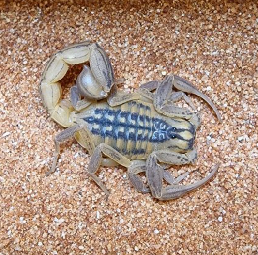 Hottentotta conspersus (Gold Alligator Back Scorpion) about 1/4" - 1/2" Captive bred. RARE