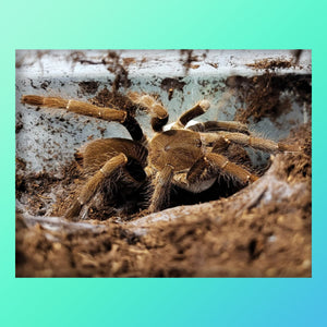 Hysterocrates sp. Benin (Benin Baboon) 1/2 - 3/4" FREE with orders $125 and over.  (after discounts and does not include shipping) One freebie per shipment.