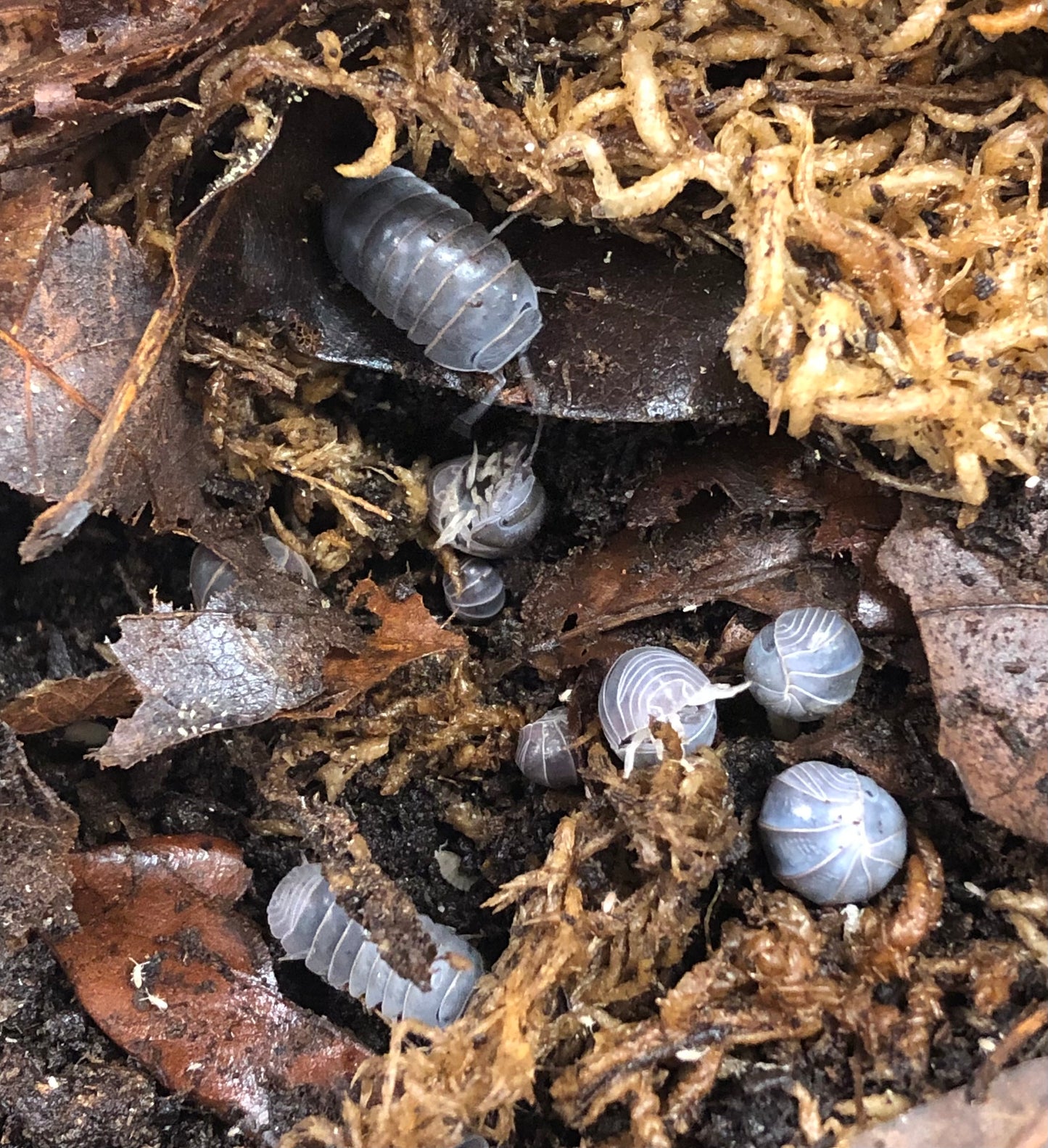 Armadillo officinalis "SPAIN" isopods count of 10 young