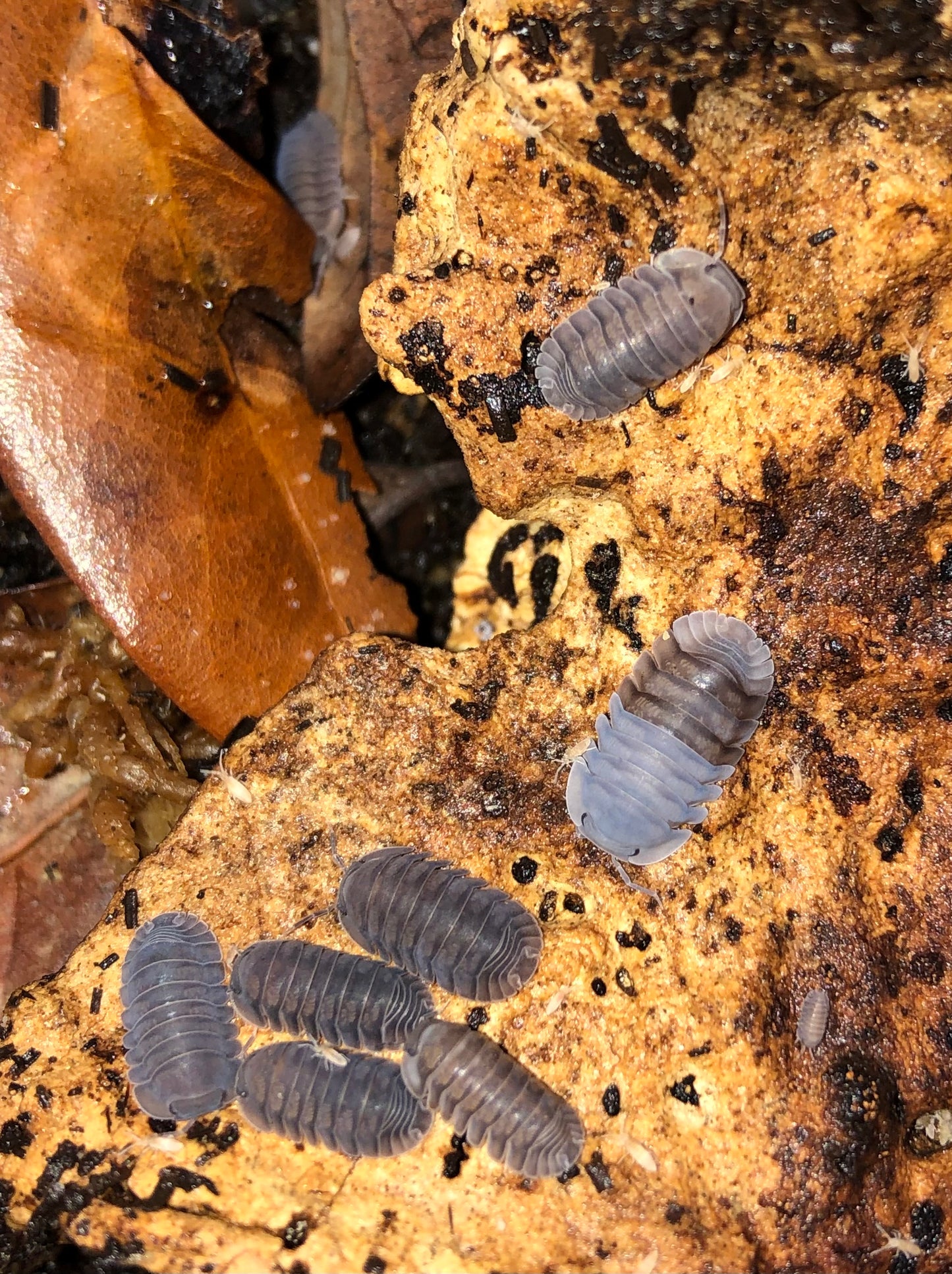 Cubaris Sp. “Blue Pigeon” Isopods Count of 5 Young