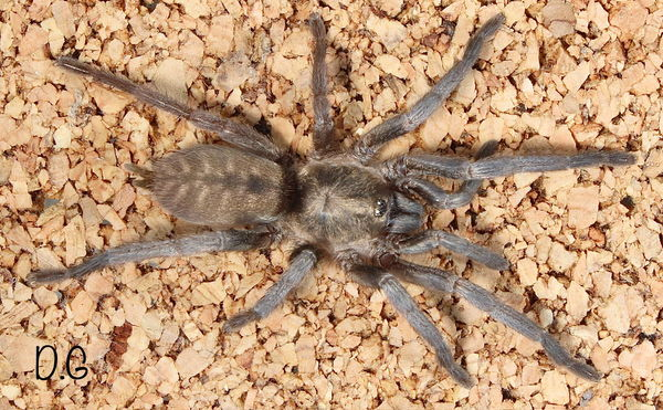 Ischnocolus vanandelae (Omani Golden Tiger Tarantula) about 1/2" - 3/4"