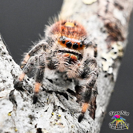 Phidippus regius (Regal Jumping Spider) about 1/2" Unsexed  CAPTIVE BORN AND RAISED
