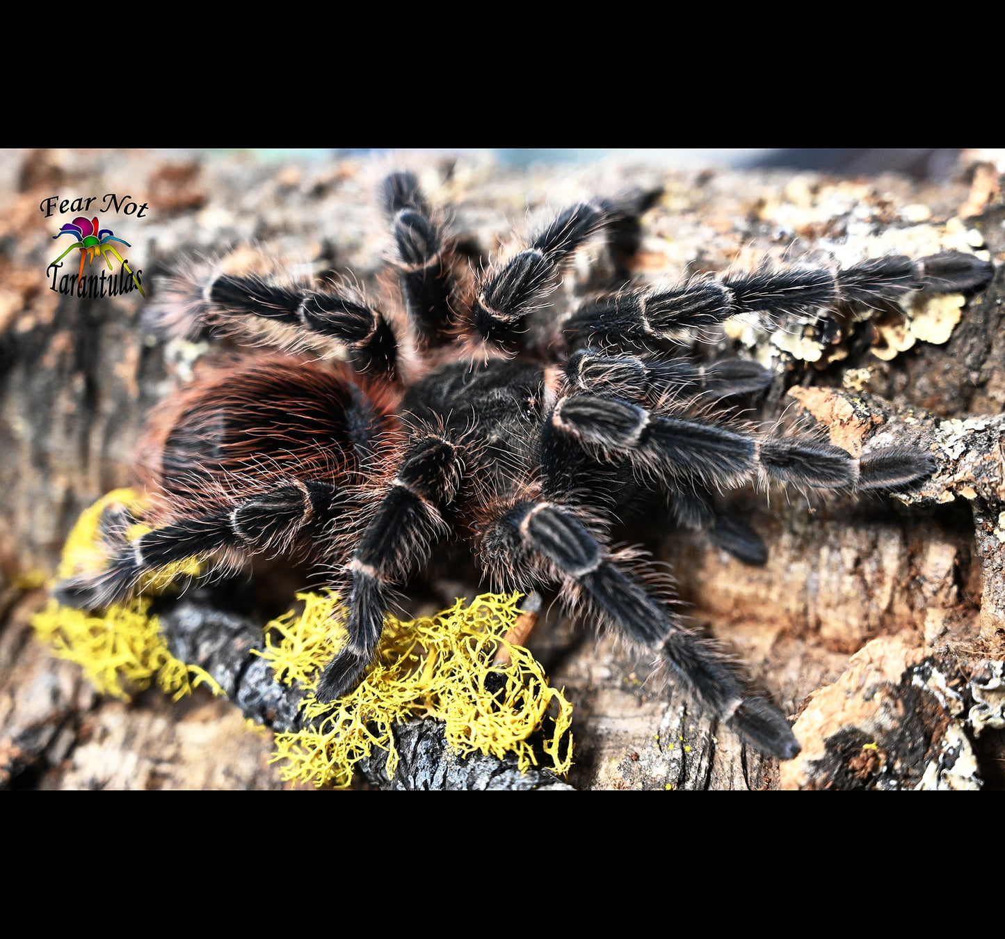 Spider For A Friend! ENDS SAT 4TH.   A second freebie for orders $75+.  Lasiodora klugi (Bahia Scarlet) about 1/2"