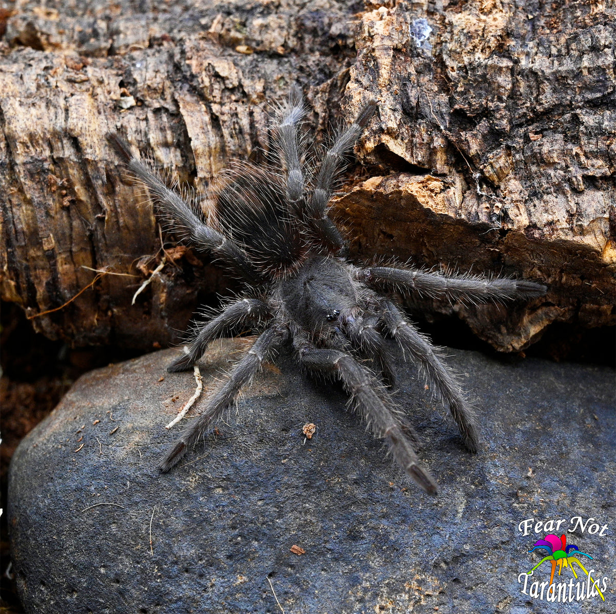 Lasiodora striatipes (Bahia Grey Tarantula)  about 2 1/2" Juvenile Unsexed