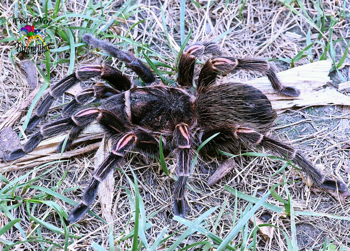 Lasiodorides striatus (Peruvian Orange-Stripe Tarantula) 2" - 2 1/2" MALE ID LSTR1M