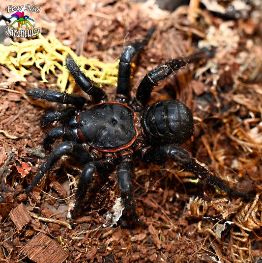 Liphistius jarujini / jarujien /  (Black Armored Trapdoor Spider)  about 1 1/2" - 2"