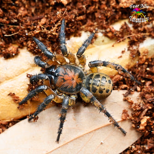 Liphistius Sp. Khao Luang Orange Thailand Trapdoor Spider about 1" - 1 1/4"