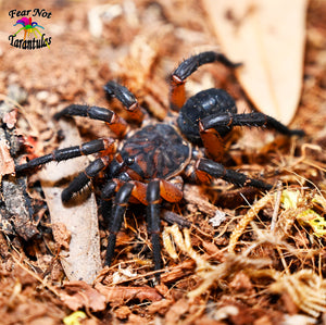 Liphistius ornatus Trapdoor Spider from Thailand *Super Cool!  about 1" - 1 1/2"