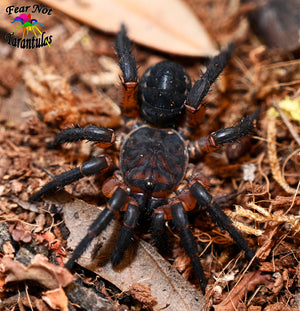 Liphistius ornatus Trapdoor Spider from Thailand *Super Cool!  about 1" - 1 1/2"