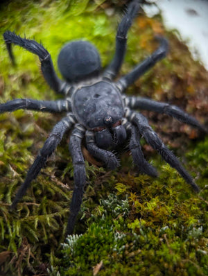 Liphistius sp. Khao Luang Black (Trapdoor Spider) nearly 1/4" *CAPTIVE BRED AND BORN