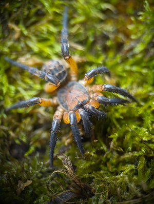 Liphistius yangae (Yang's Armored Trapdoor Spider) *CAPTIVE BORN AND BRED nearly 1/4"