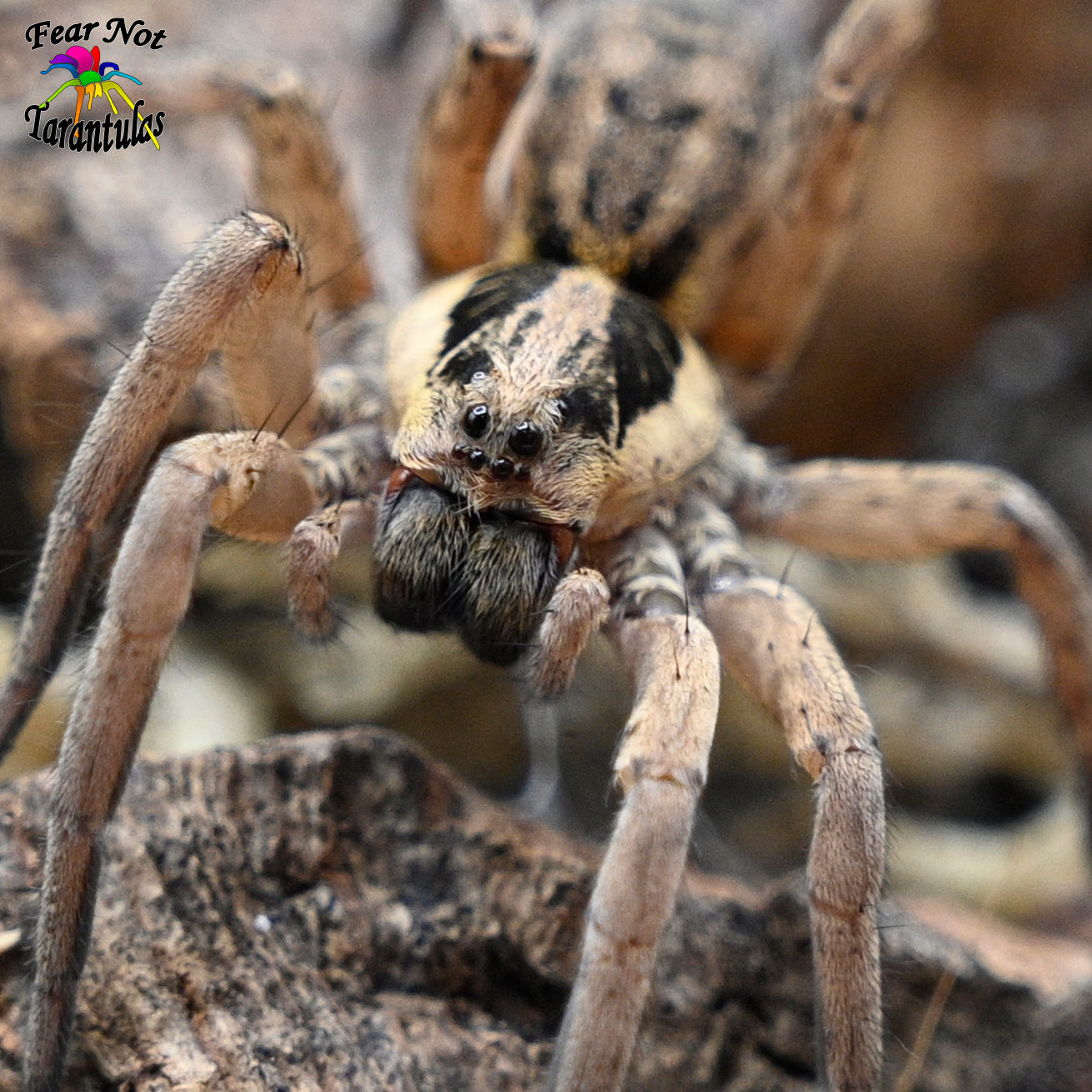 Lycosidae sp. (Egyptian Wolf Spider) about 3/4"