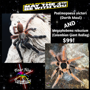 May The 4th Be With You Sale!  Psalmopoeus victori (Darth Maul) about 1" AND  Megaphobema robustum (Colombian Giant Redleg Tarantula) about 1 3/4"