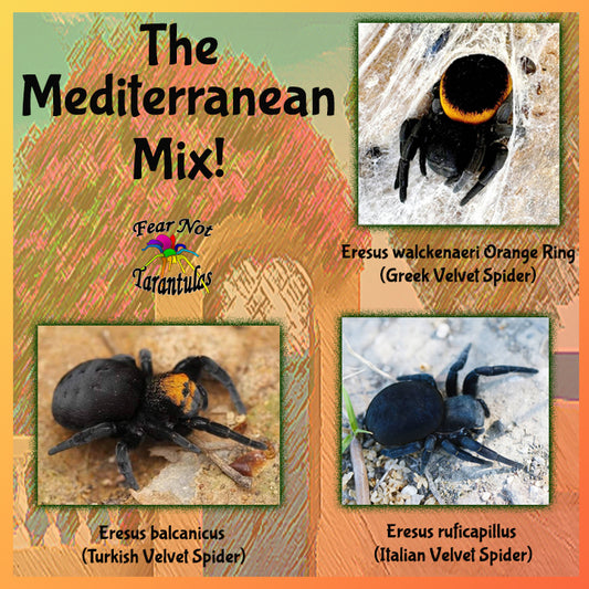 The Mediterranean Mix! 3 spiderlings included! Eresus balcanicus (Turkish Velvet Spider) , Eresus walckenaeri Orange Ring (Greek Velvet Spider), Eresus ruficapillus (Italian Velvet Spider) All are 1/4" - 1/2"  Habitats included!