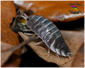 Porcellio laevis (Milkback Isopods) Count Of 10, Young mixed sizes