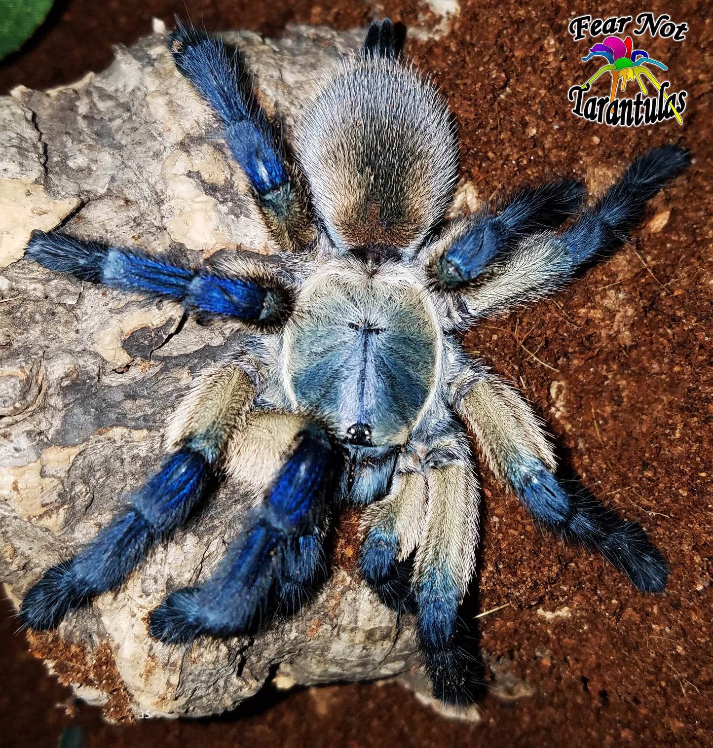 Monocentropus balfouri (Socotra Island Blue Baboon) 1"+