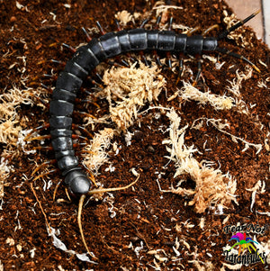 Scolopendra dehaani "Mt. Merapi Giant Black Centipede" about 6" - 8"
