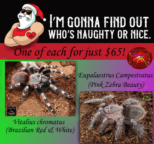 Naughty or Nice Christmas Special! 1 each of Eupalaestrus campestratus (Pink Zebra Beauty) about 3/4" AND Vitalius  chromatus (Brazilian Red & White Tarantula) about 1/3" - 1/2"