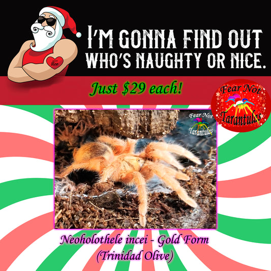 Naughty or Nice Christmas Special!  Neoholothele incei - Gold Form (Trinidad Olive)  about  3/4"-1"