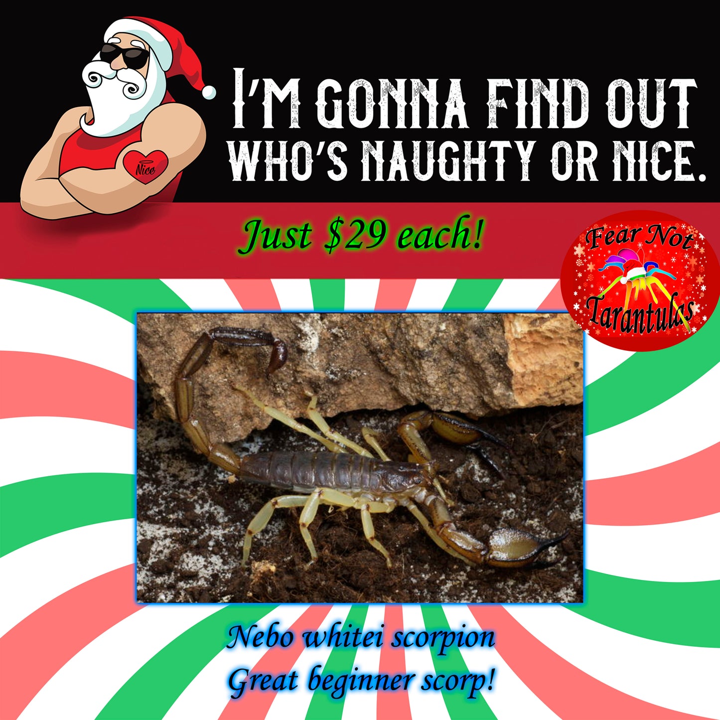 Naughty or Nice Christmas Special!  Nebo whitei scorpion about 1/2" Easy to care for!