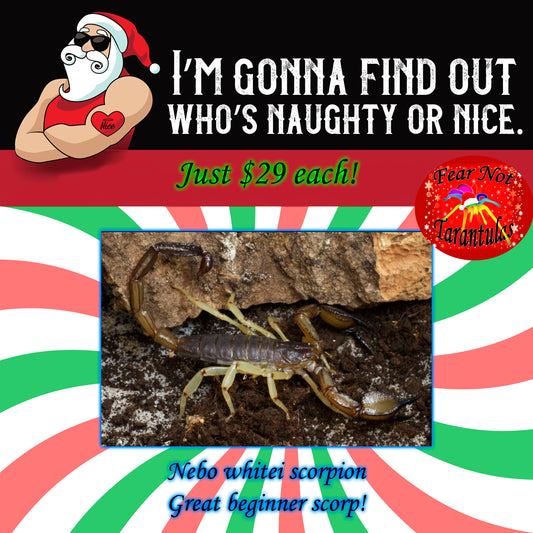Naughty or Nice Christmas Special!  Nebo whitei scorpion about 1/2" Easy to care for!